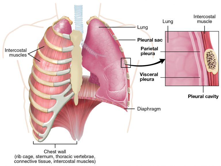 External lungs