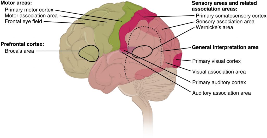 Functions of the brain