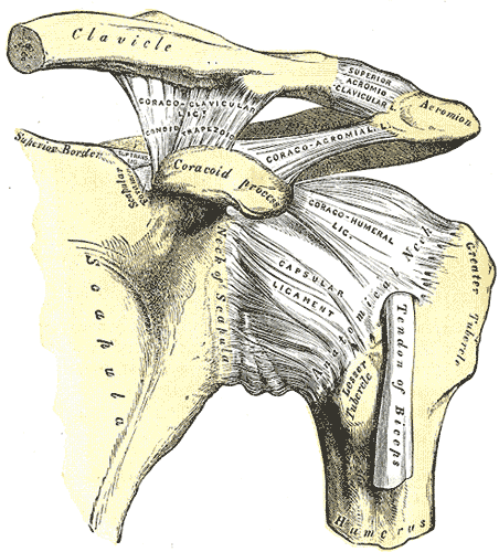 Glenohumeral joint