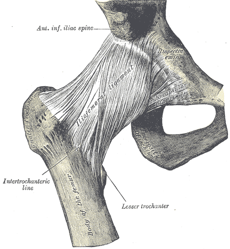 Hip joint