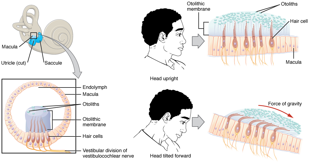 Inner ear antomy