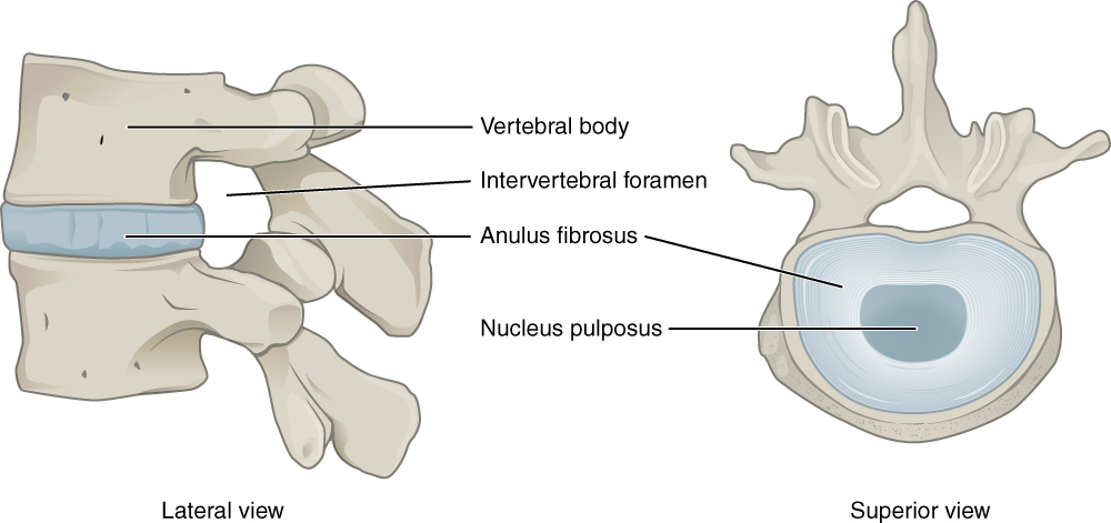 Intervertebral disk of spine