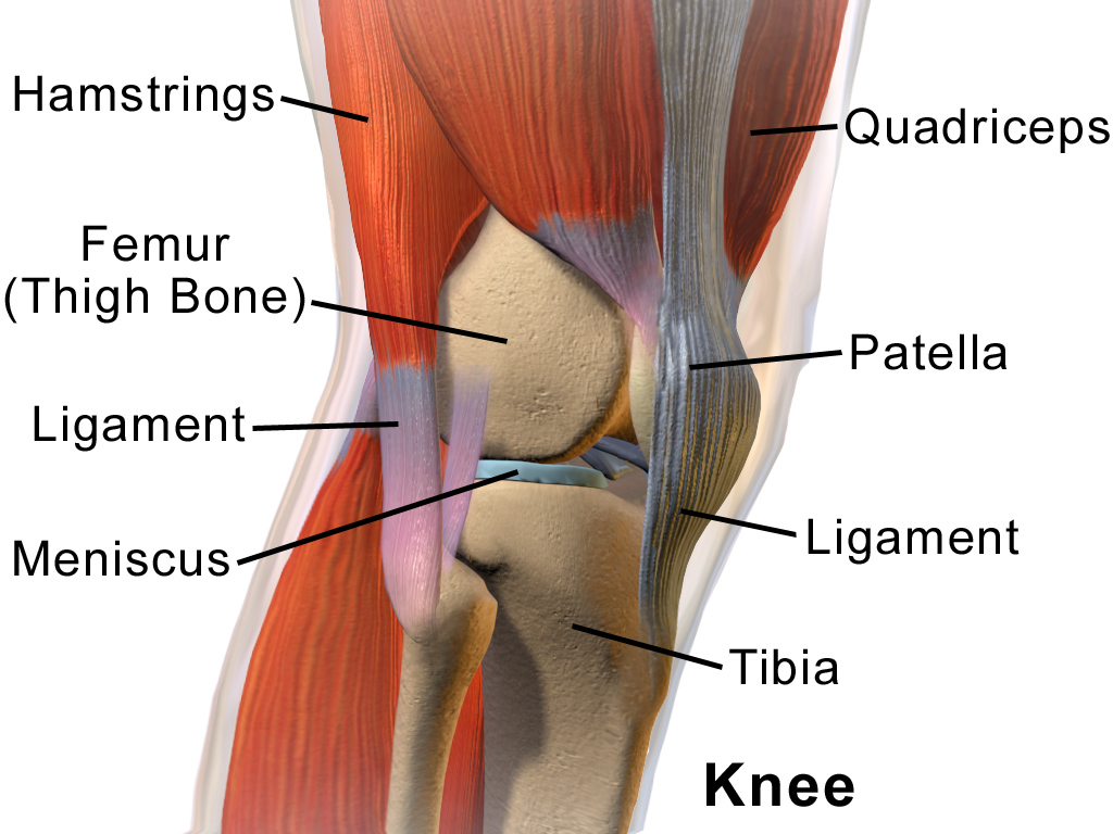 Knee joint