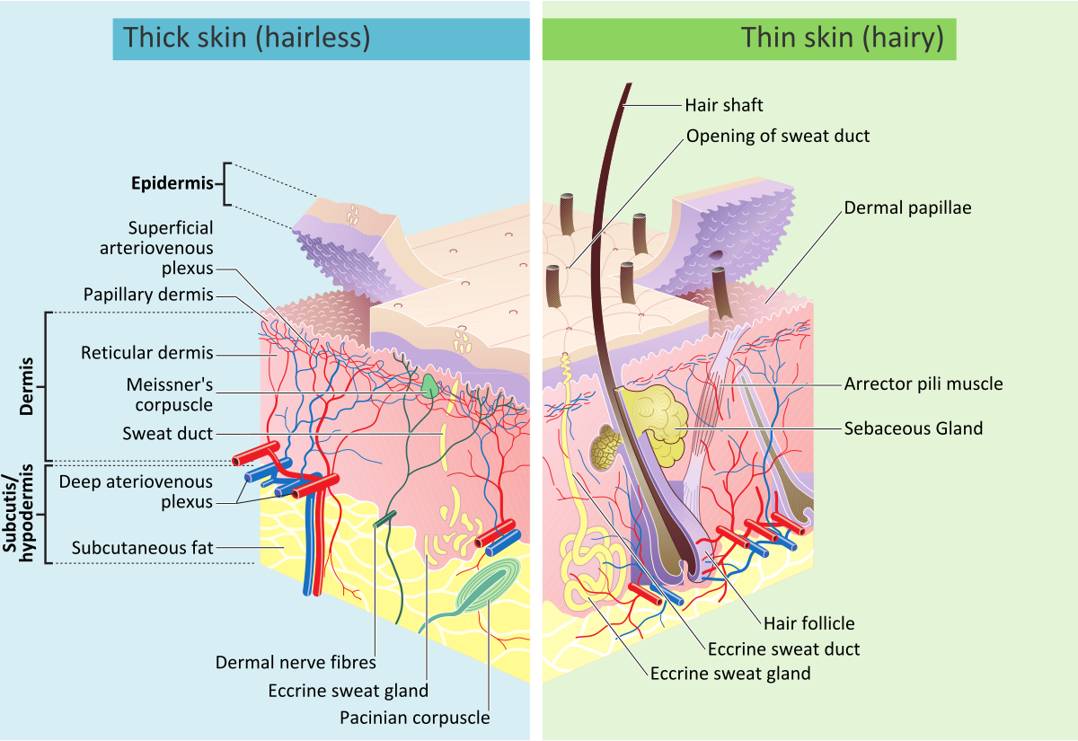 Layers of the skin