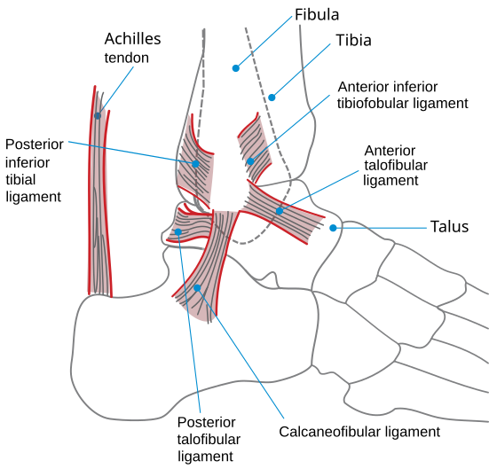 Ligaments of ankle