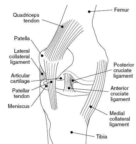 Ligaments of knee