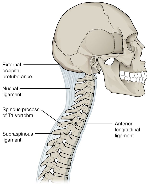Ligaments of spine