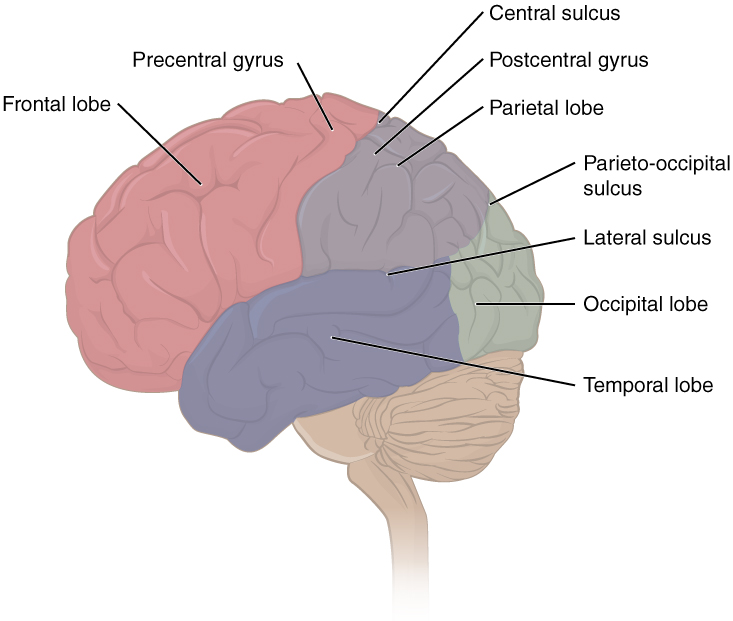 Lobes of the brain