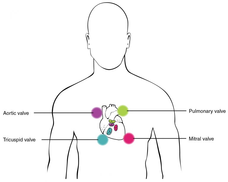 Location of valves of heart