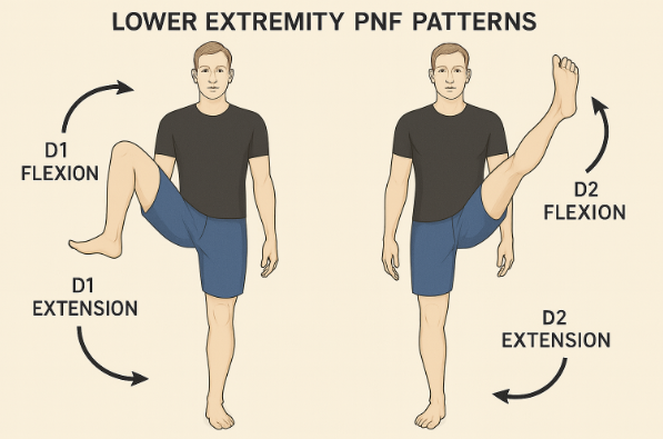 Lower extremity PNF
