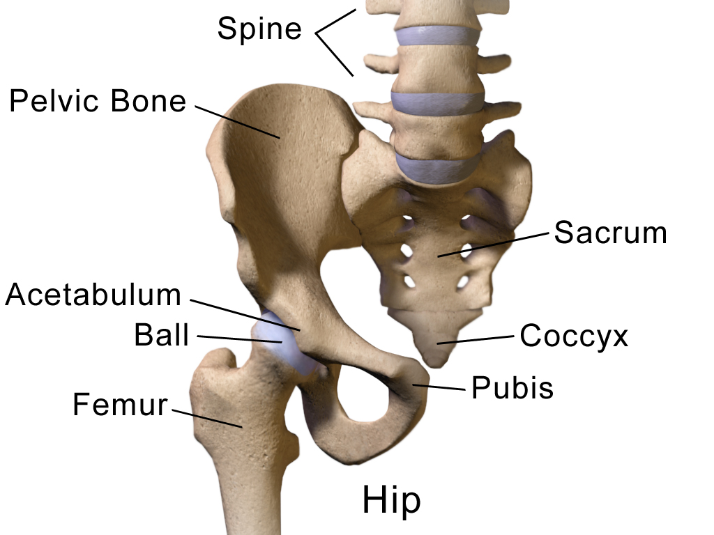 Lumbosacral joint