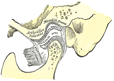 Mandibular joint