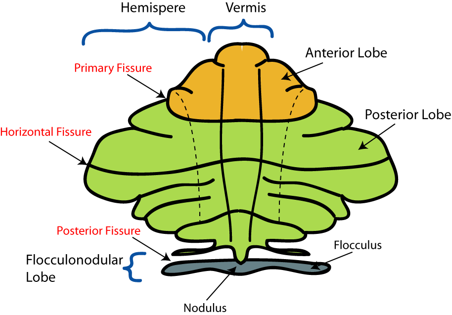 Parts of cerebellum