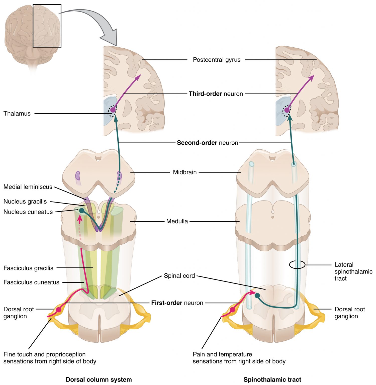Pathways of spinal cord