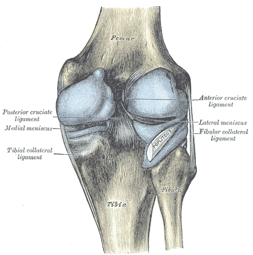 Posterior view of ligaments