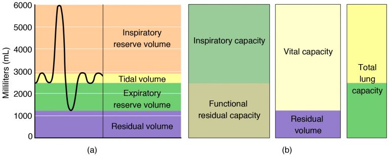 Pulmonary function tests