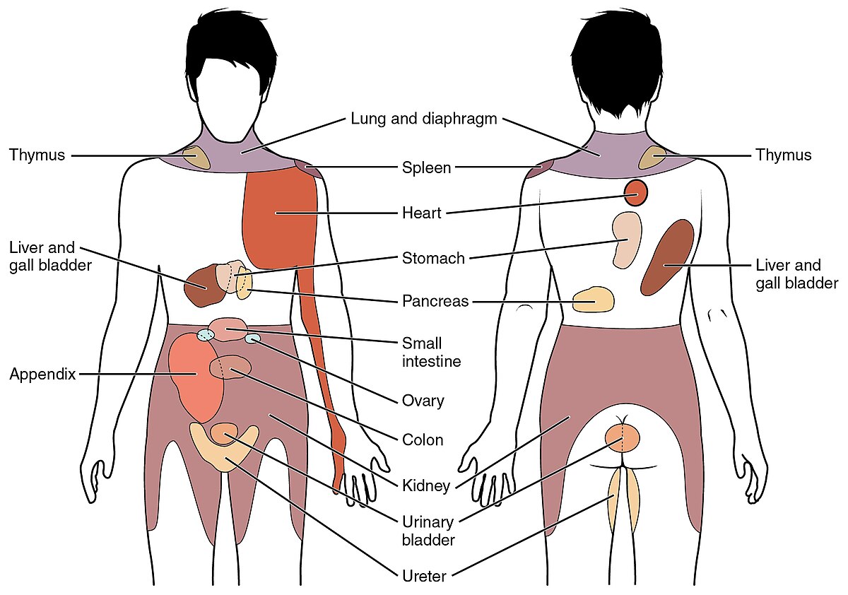Referred pain sites
