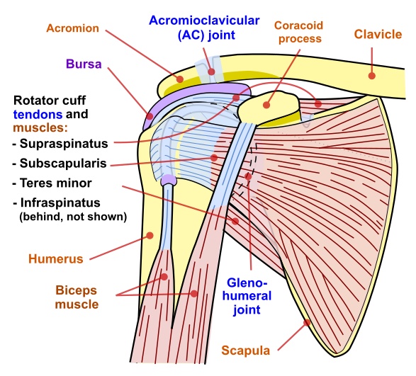 Rotator cuff