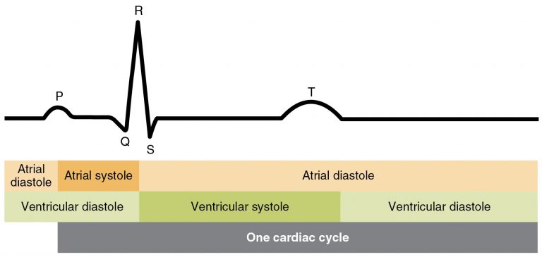 Sinus of rhythm