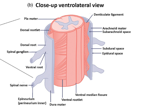 Spinal cord anatomy