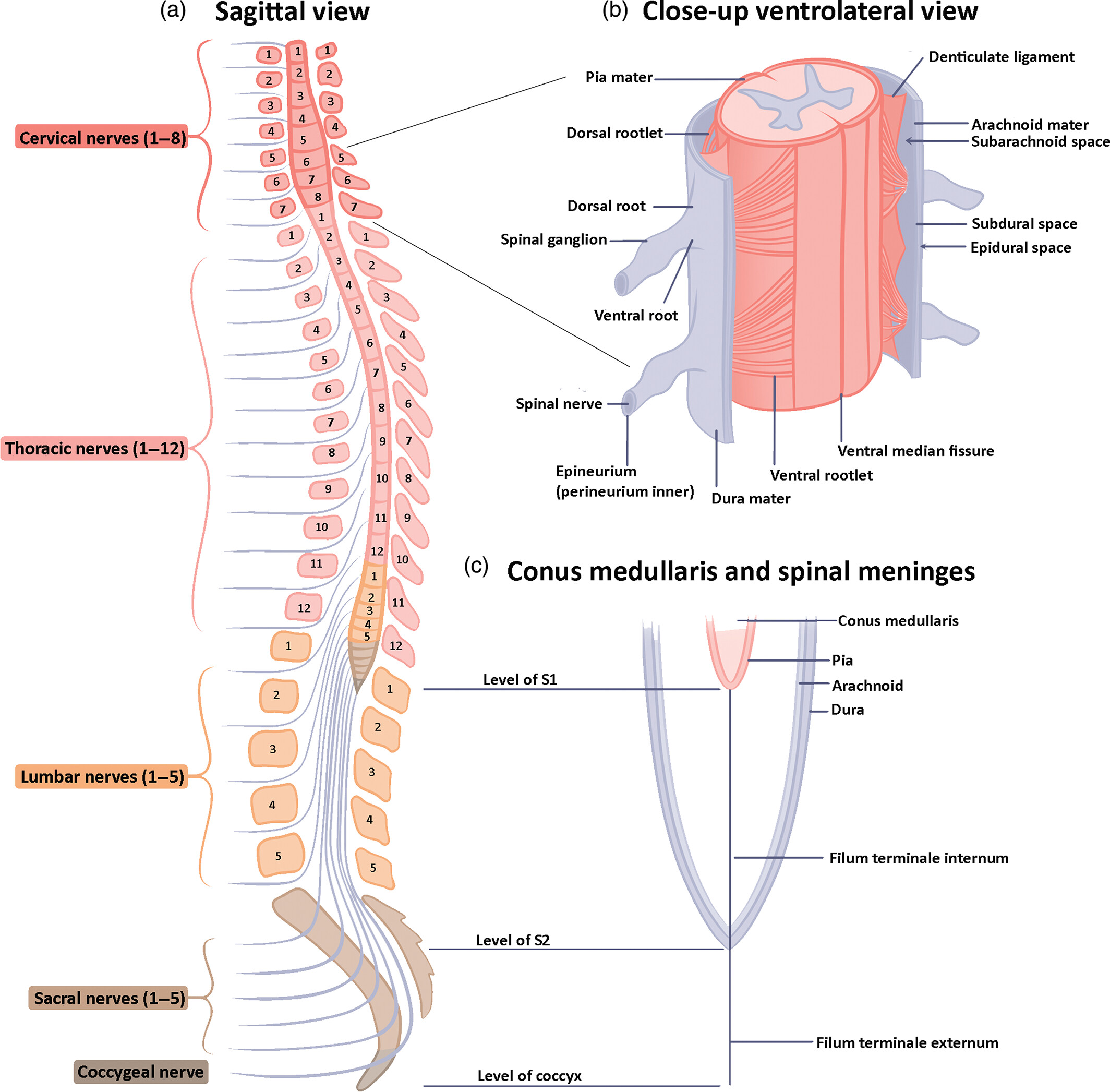 Spinal cord sections