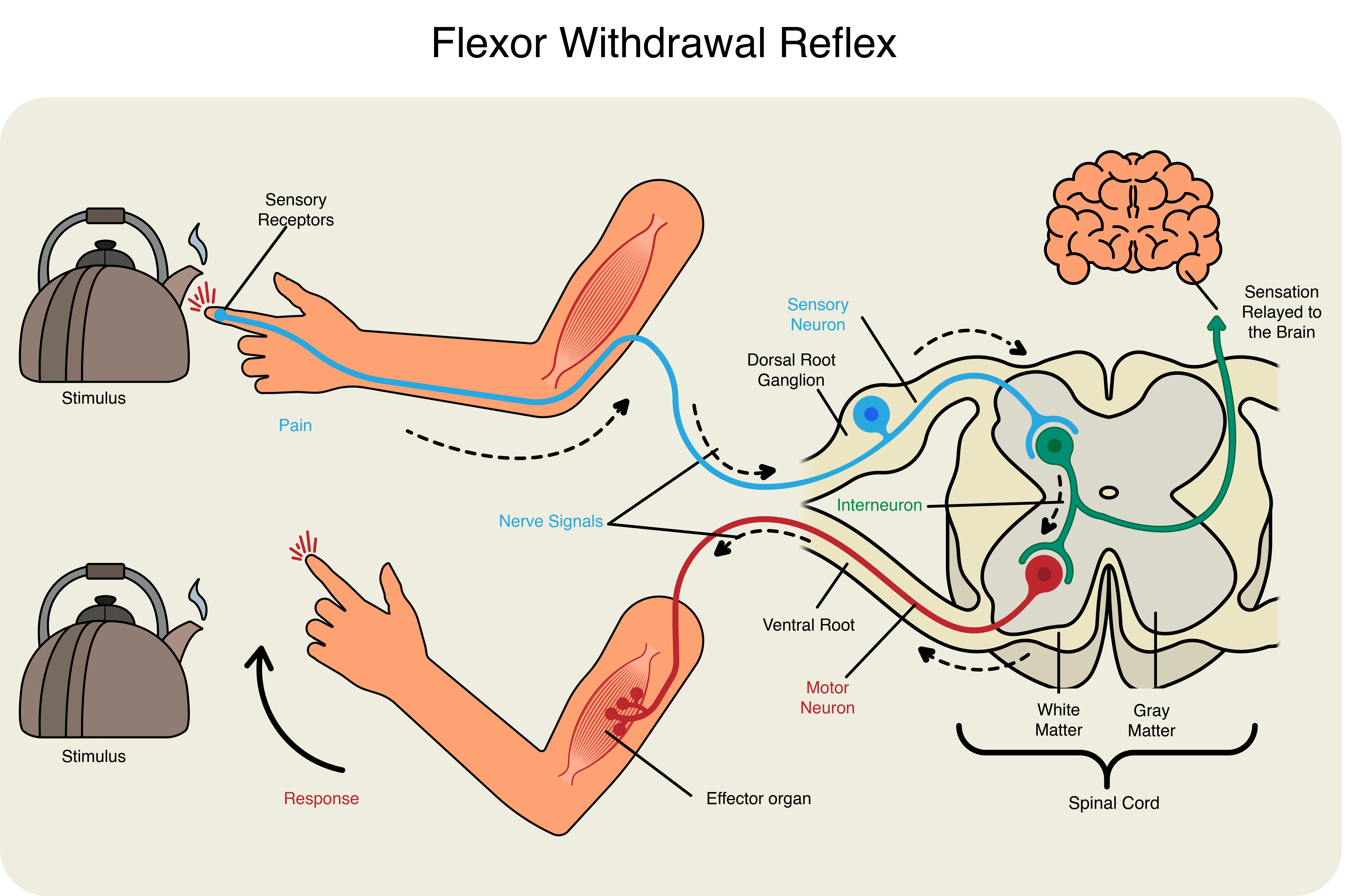 Spinal reflex