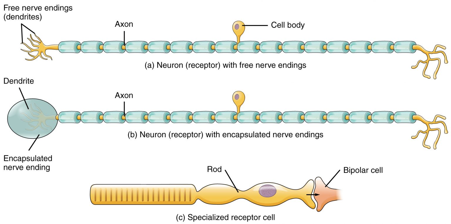 Types of receptors of nerves