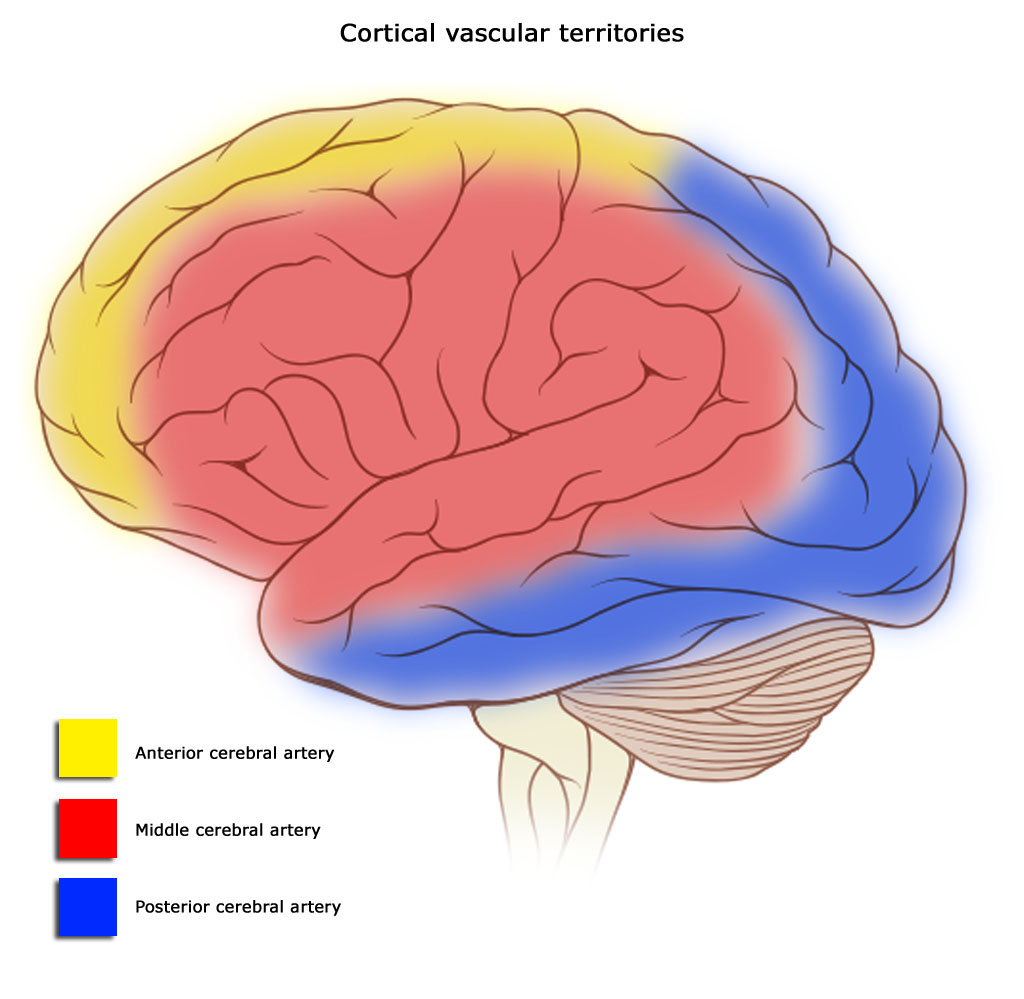Vascular sections of brain