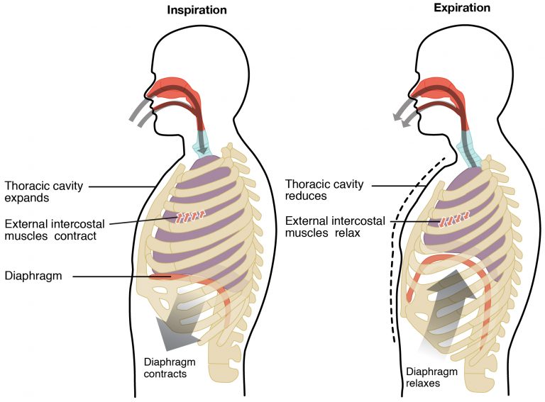 Ventilation cycle
