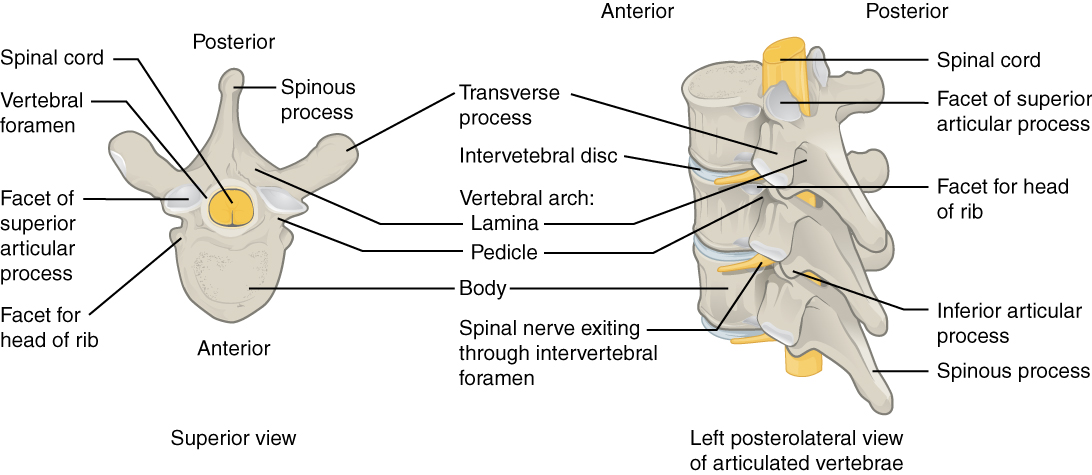 Vertebrae of spine	
