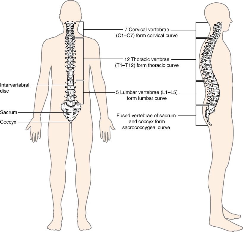 Vertebral column
