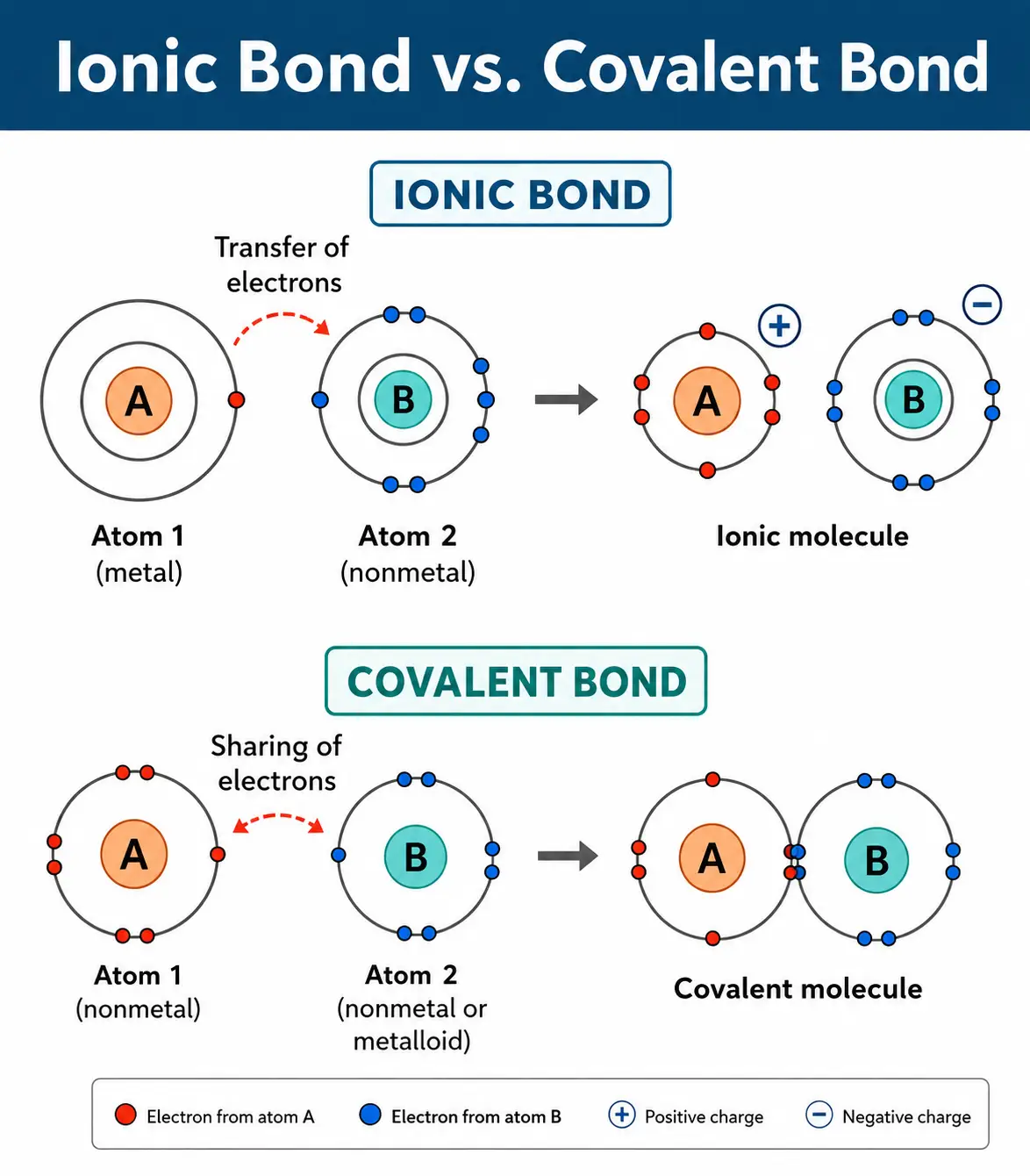 Electron transfer in ionic bonds and electron sharing in covalent bonds.