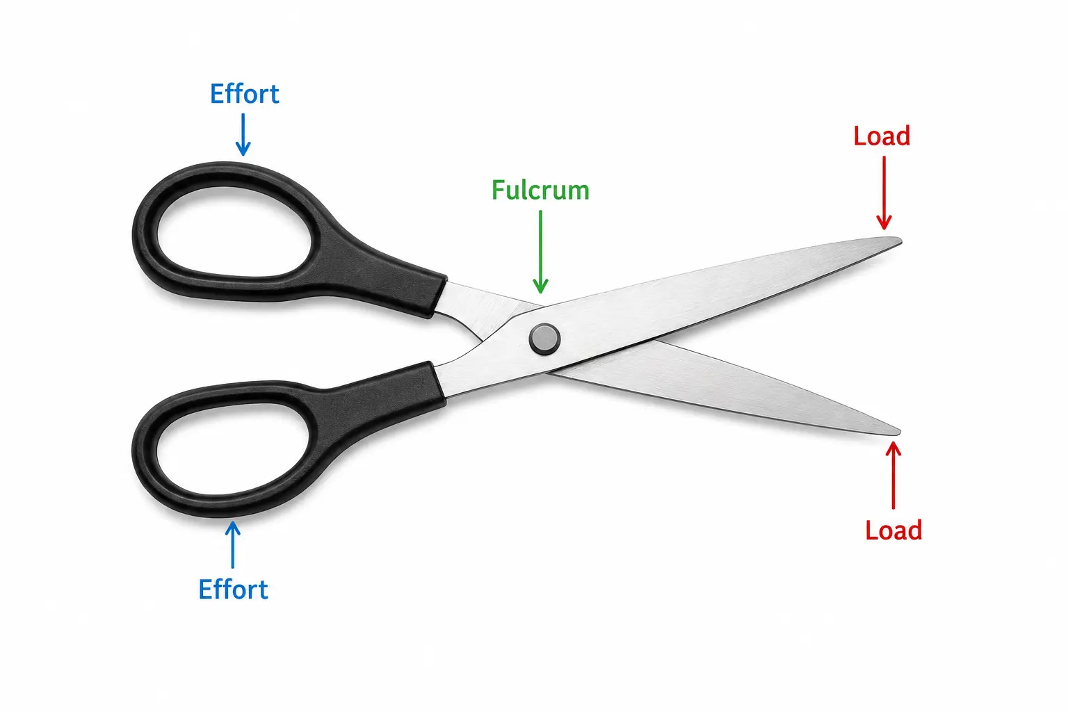 Scissors as a first-class lever: effort at the handles, the fulcrum at the pivot, and the load at the blades.