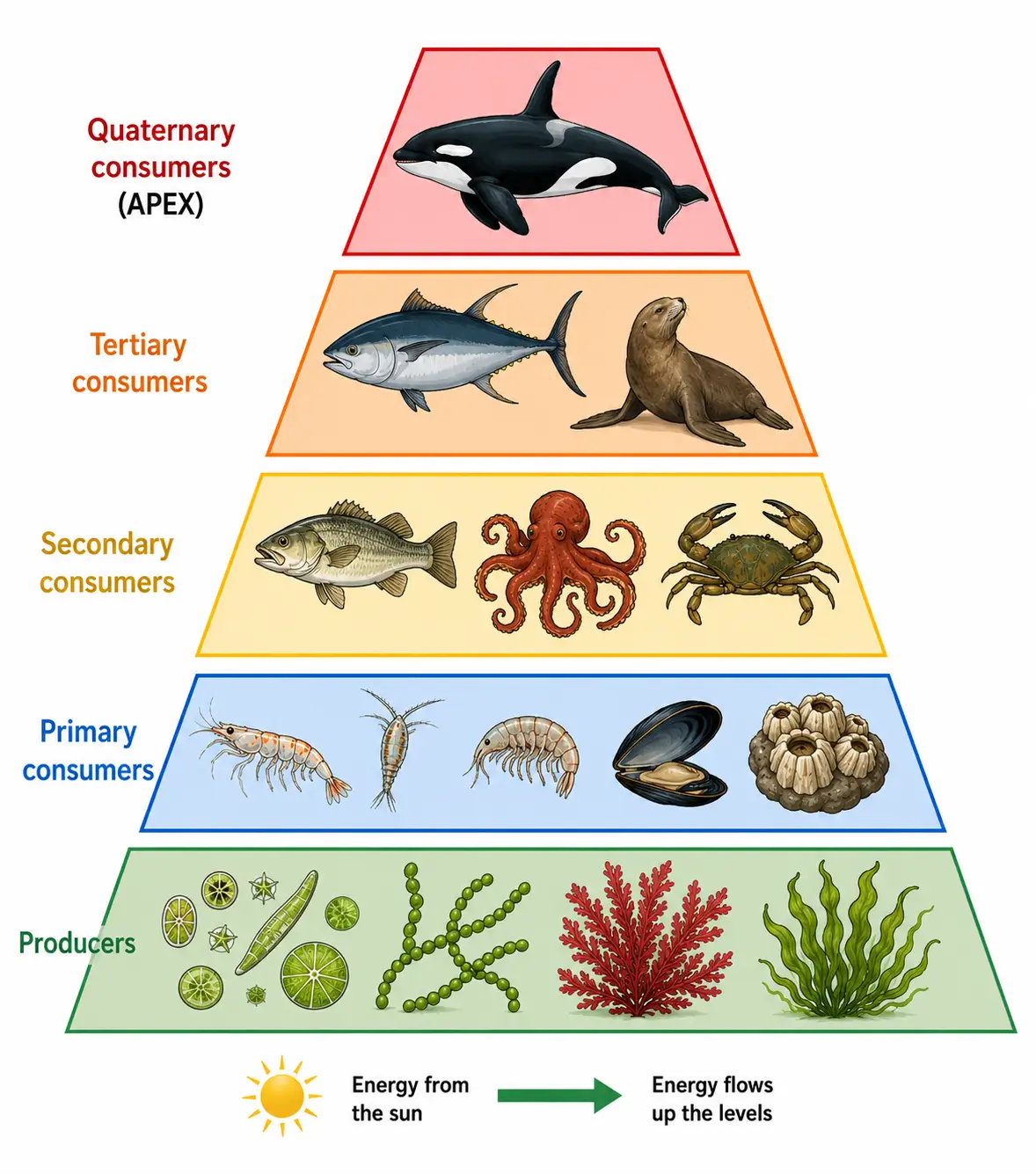 Trophic levels within a food chain.