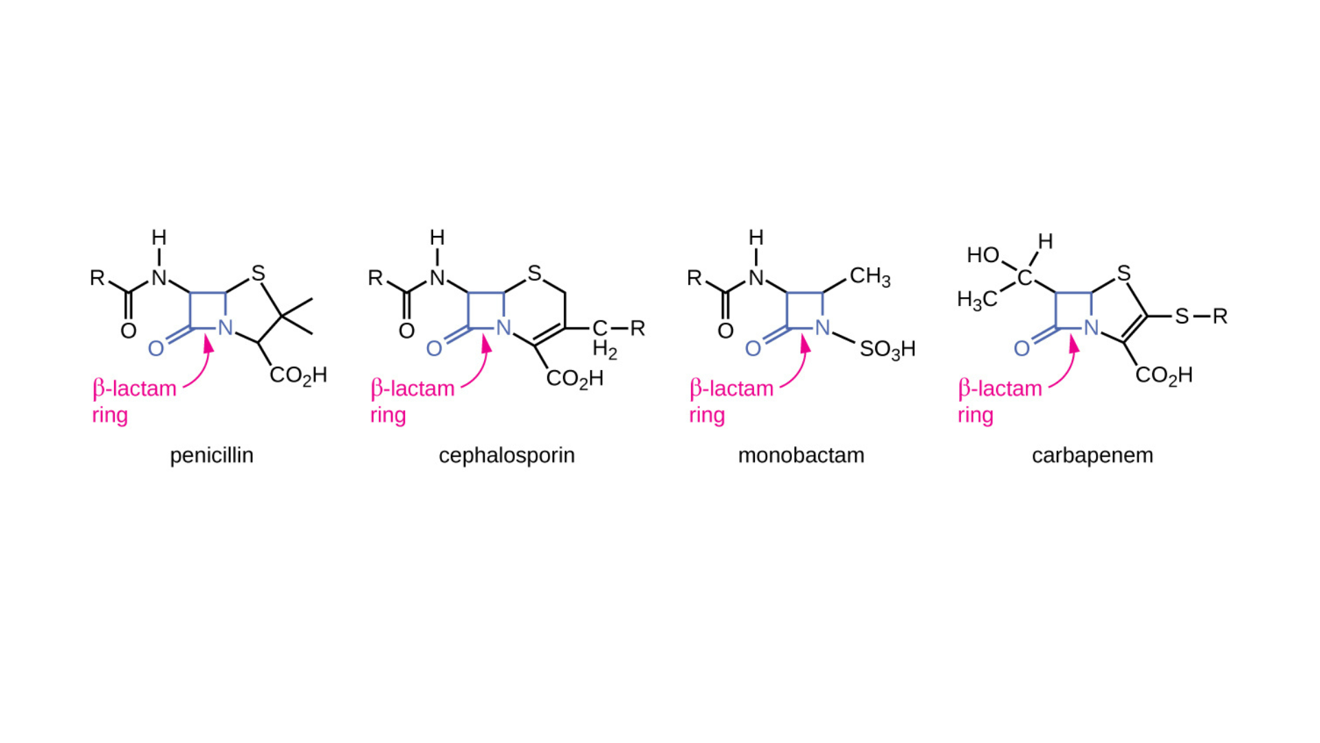 Beta-lactam structure in antibiotics