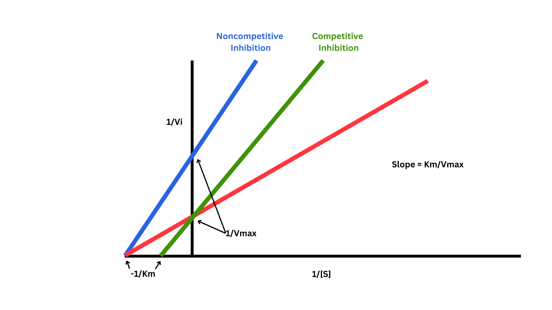 Lineweaver-burke plot showing enzyme kinetics of competitive and non-competitive inhibition