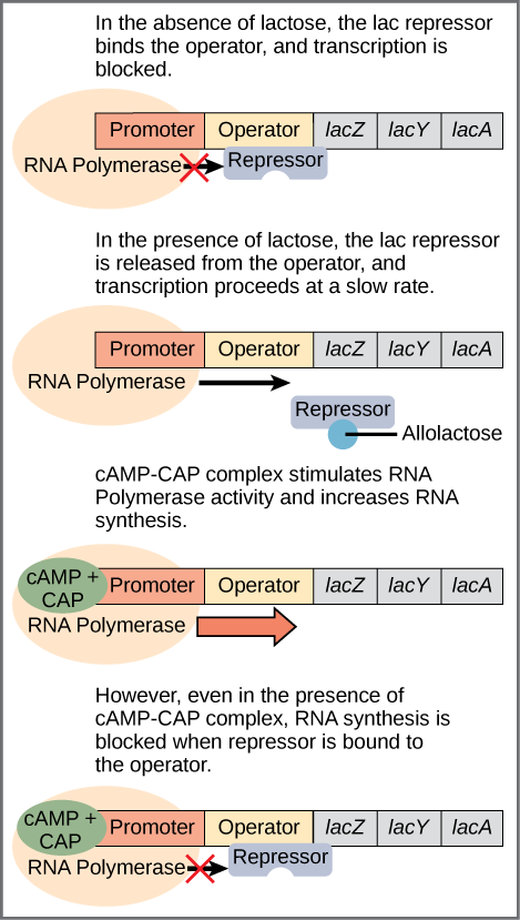 Lac operon regulation: Lactose present