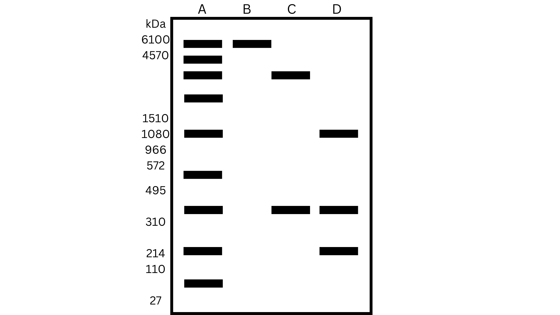 Figure of reducing SDS-PAGE of protein extracts