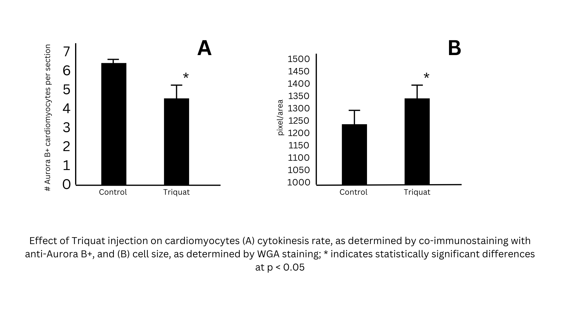 Triquat effects on cardiomyocytes