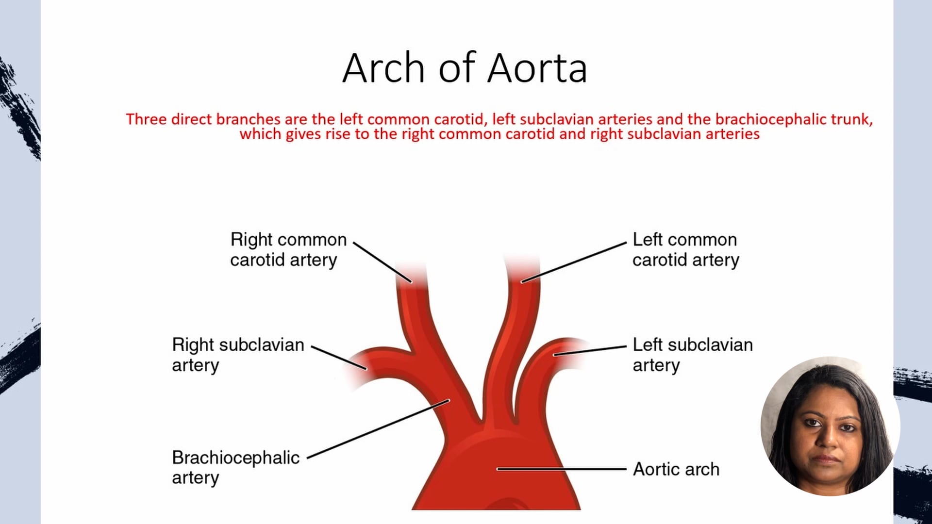 Aorta and branches